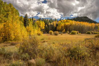 Картинка природа лес деревья