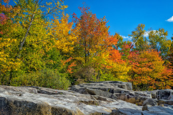 Картинка природа лес деревья