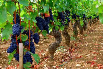 Картинка природа Ягоды +виноград лоза