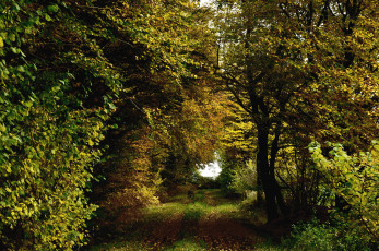 Картинка природа лес деревья