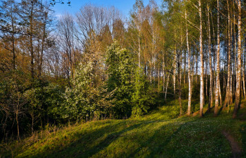 Картинка природа лес деревья