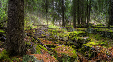 Картинка природа лес деревья