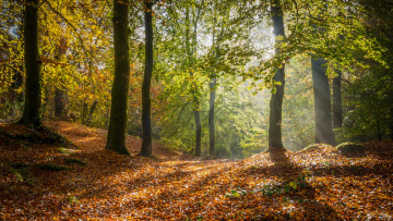 Картинка природа лес деревья