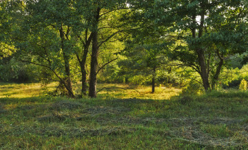 Картинка природа лес деревья