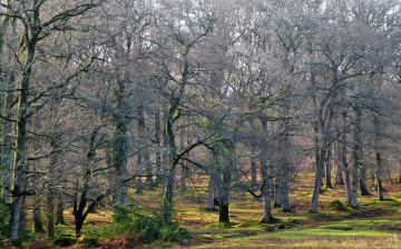 Картинка природа лес деревья