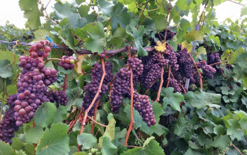 Картинка природа Ягоды +виноград лоза