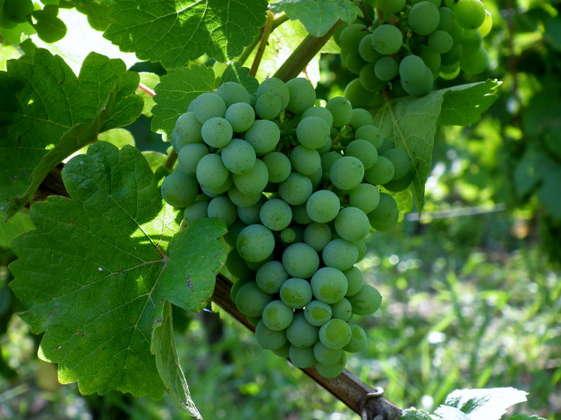 Обои картинки фото природа, Ягоды,  виноград, лоза