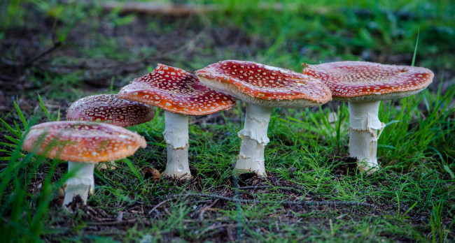 Обои картинки фото природа, грибы,  мухомор, грибок
