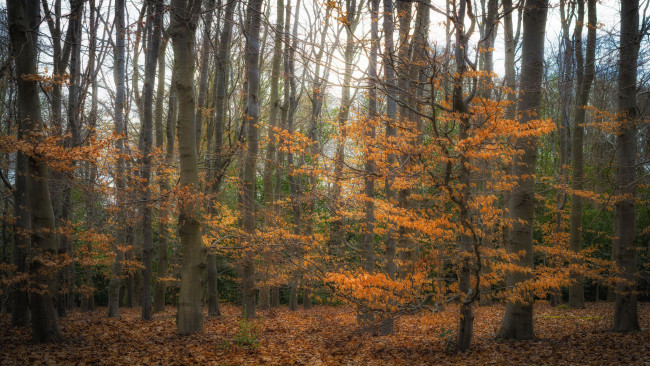 Обои картинки фото природа, лес, деревья