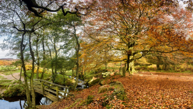 Обои картинки фото природа, лес, деревья