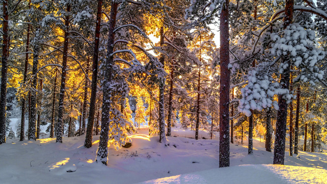 Обои картинки фото природа, зима, снег