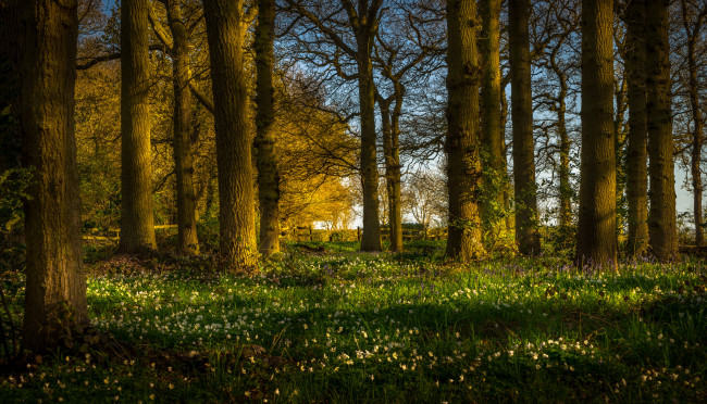 Обои картинки фото природа, лес, деревья