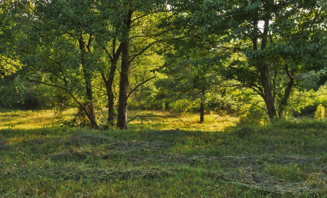 Обои картинки фото природа, лес, деревья