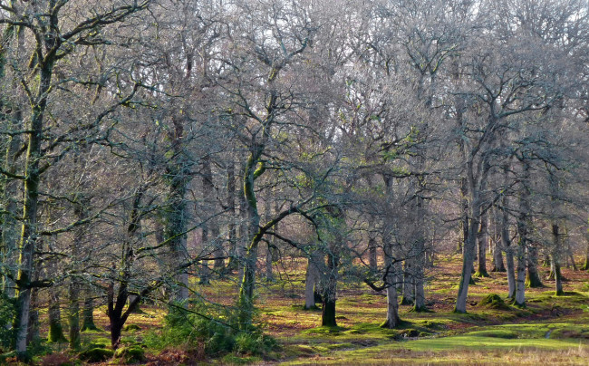 Обои картинки фото природа, лес, деревья