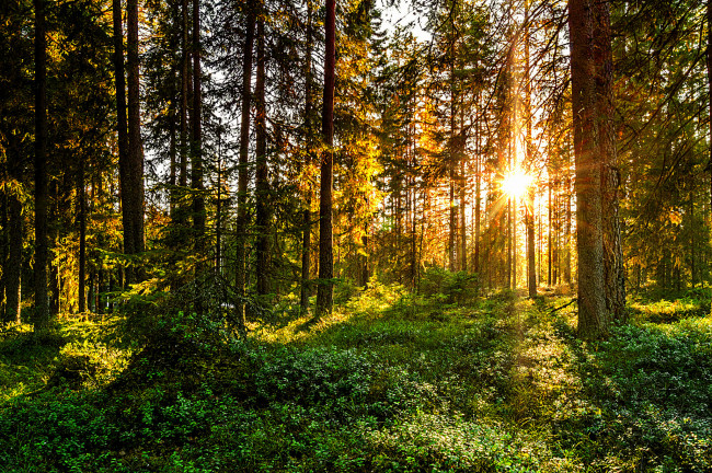 Обои картинки фото природа, лес, деревья