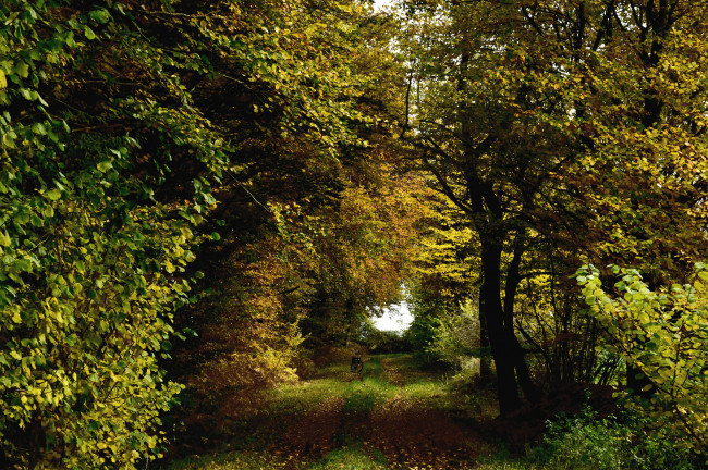 Обои картинки фото природа, лес, деревья