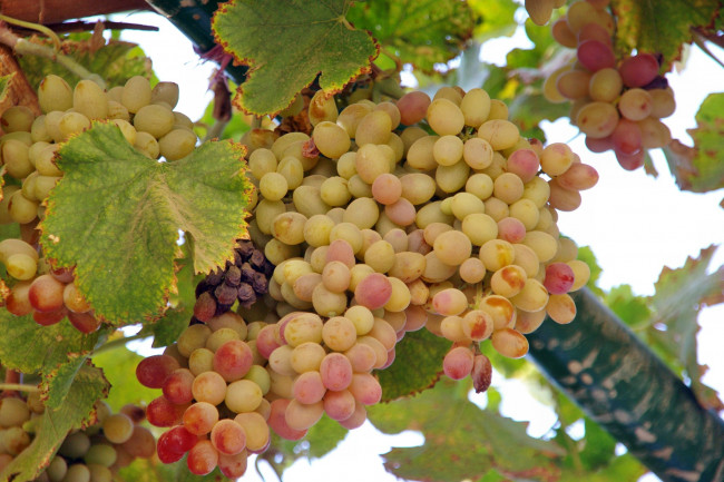 Обои картинки фото природа, Ягоды,  виноград, лоза