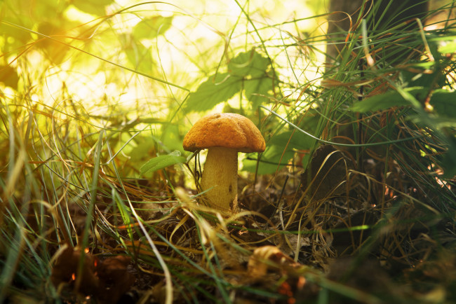Обои картинки фото природа, грибы, грибок