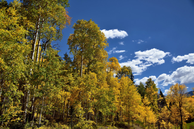 Обои картинки фото природа, лес, деревья