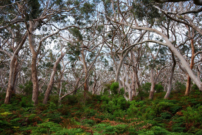 Обои картинки фото природа, лес, деревья