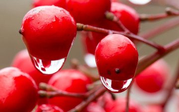 обоя природа, ягоды,  калина, ветка, калина, капли