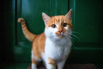 обоя животные, коты, кот, рыжий, дверь