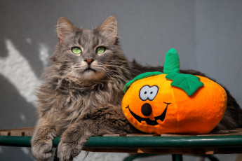 обоя животные, коты, кот, тыква, игрушка, серый, стол, хэллоуин