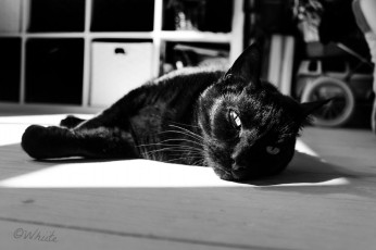 обоя животные, коты, кот, черный, пол, шкаф