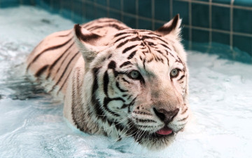 обоя животные, тигры, тигр, белый, вода, бассейн