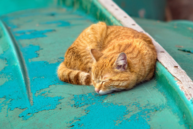 Обои картинки фото животные, коты, кот, кошка