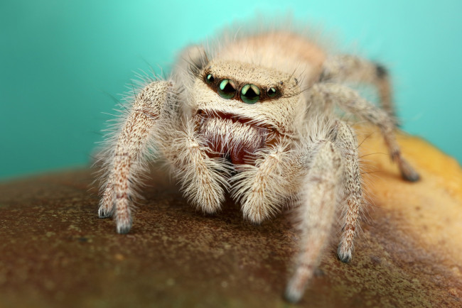 Обои картинки фото животные, пауки, мохнатый