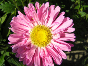 Картинка цветы астры