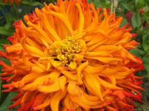 Картинка цветы георгины