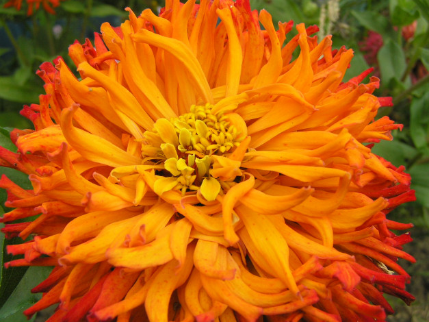 Обои картинки фото цветы, георгины