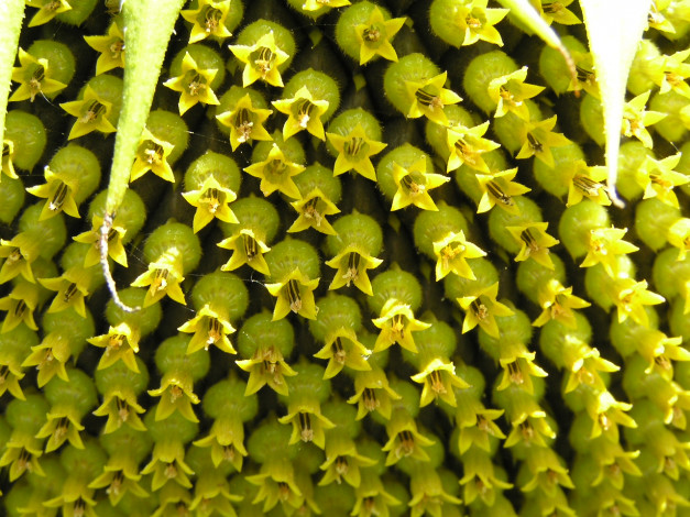 Обои картинки фото цветы, подсолнухи