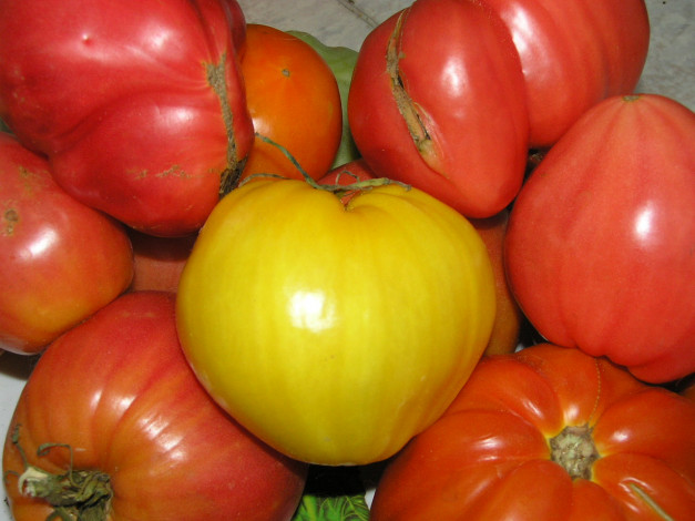 Обои картинки фото еда, помидоры, томаты