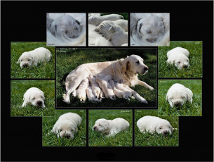 Картинка животные собаки