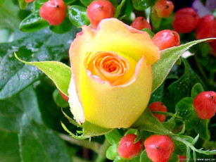 Картинка цветы розы