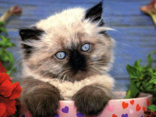 Картинка животные коты