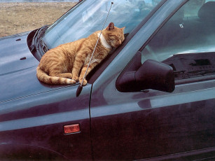 Картинка животные коты