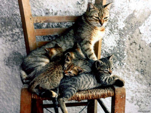 Картинка животные коты