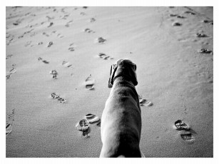 Картинка животные собаки