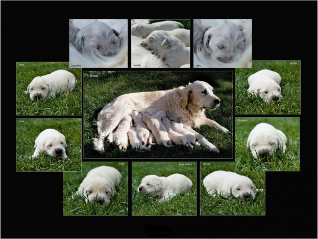 Обои картинки фото животные, собаки