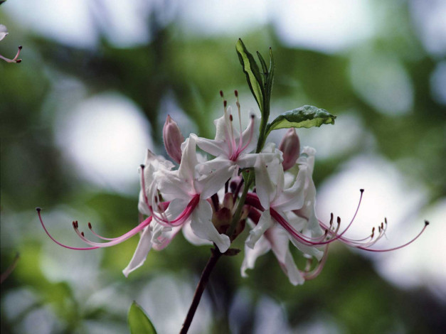 Обои картинки фото цветы, рододендроны, азалии