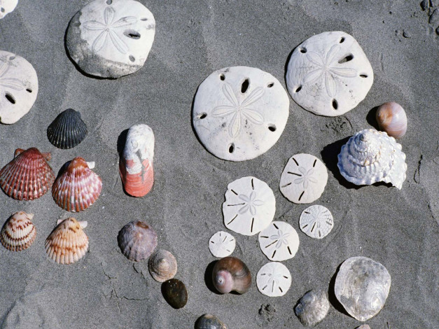 Обои картинки фото разное, ракушки, кораллы, декоративные, spa, камни