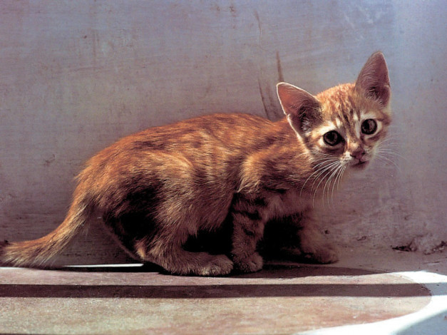 Обои картинки фото животные, коты