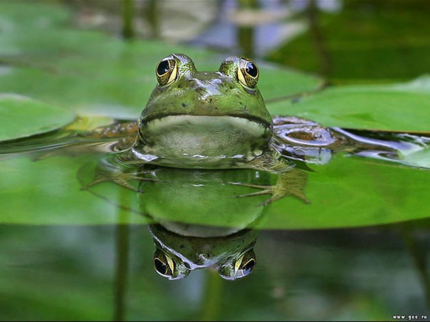 Обои картинки фото животные, лягушки