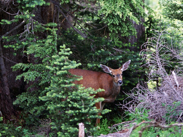 Обои картинки фото животные, олени