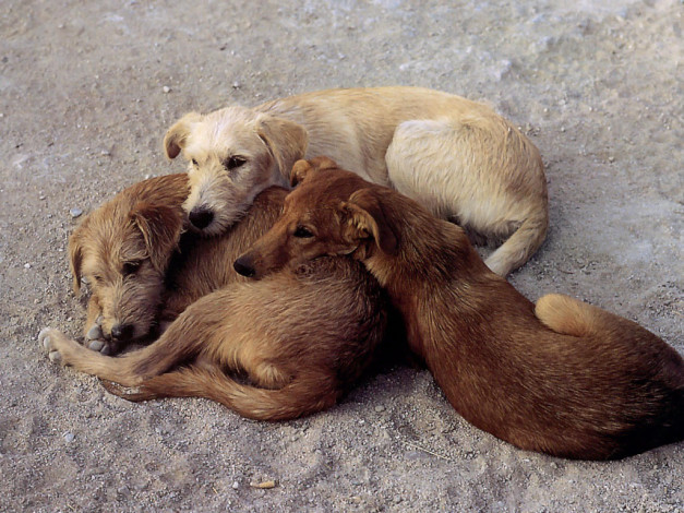 Обои картинки фото животные, собаки