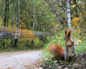 Картинка лес животные белки